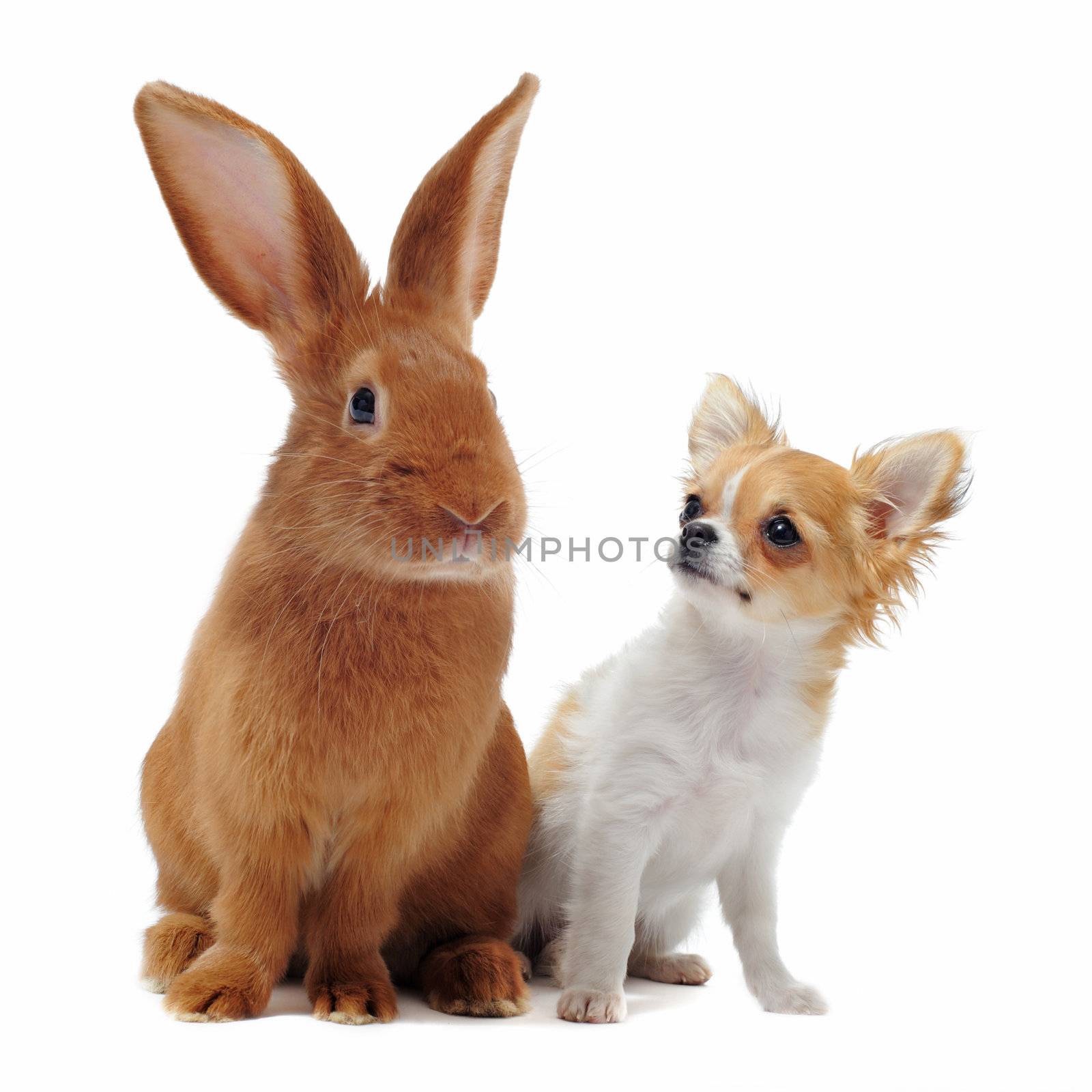 portrait of a cute purebred  puppy chihuahua and bunny in front of white background