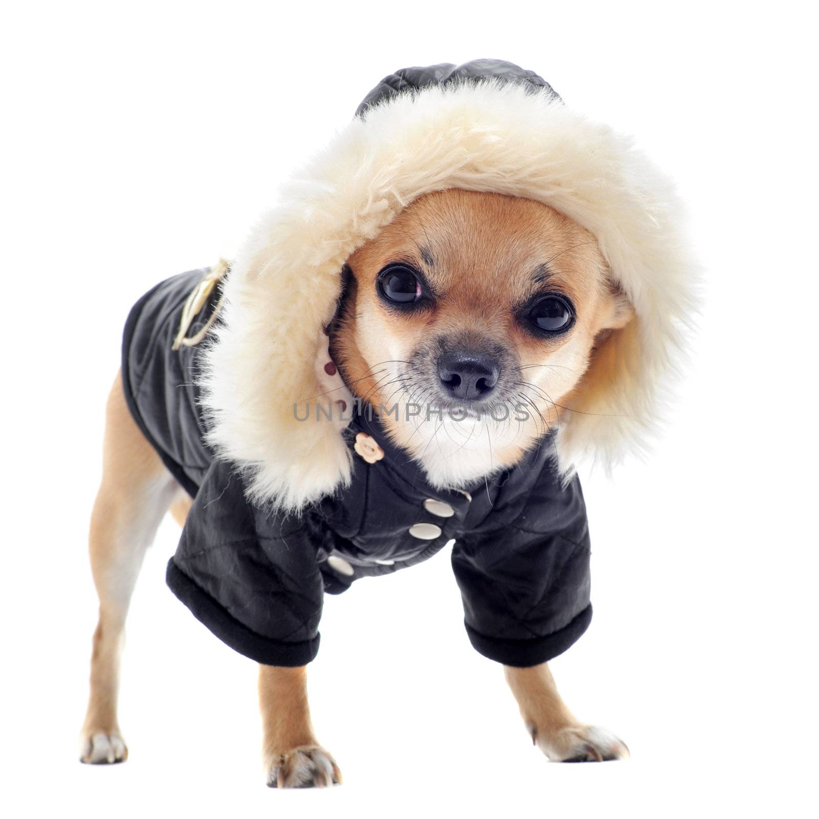 chihuahua dressed in front of white background