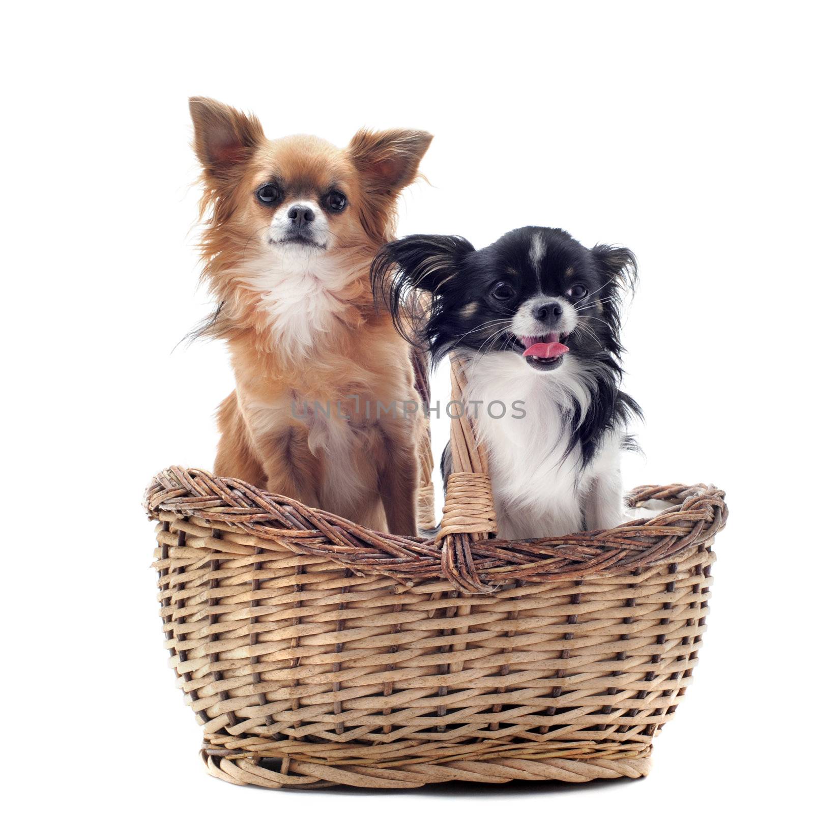 portrait of a cute purebred  chihuahuas in a basket  in front of white background