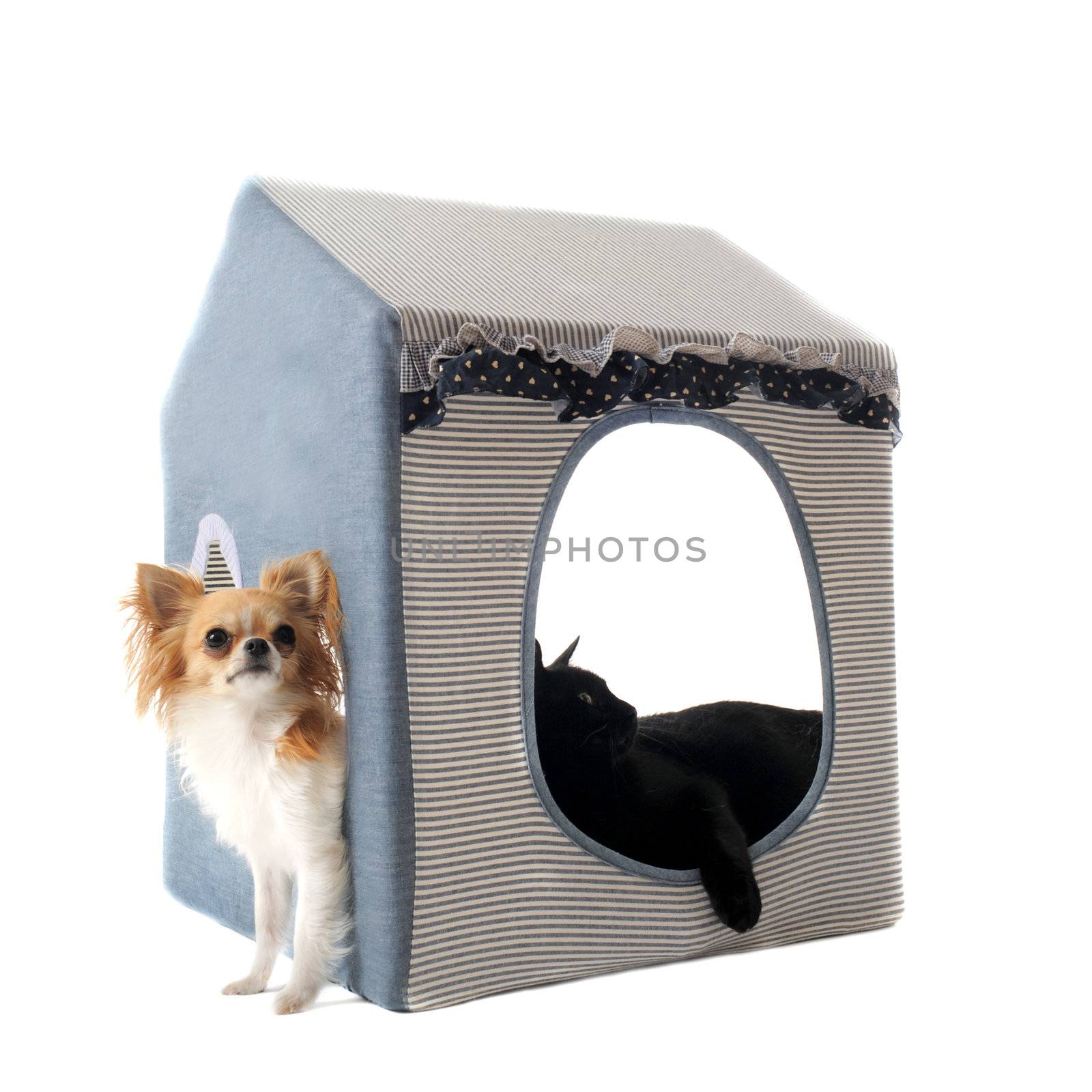 portrait of a black cat and a chihuahua  in front of white background