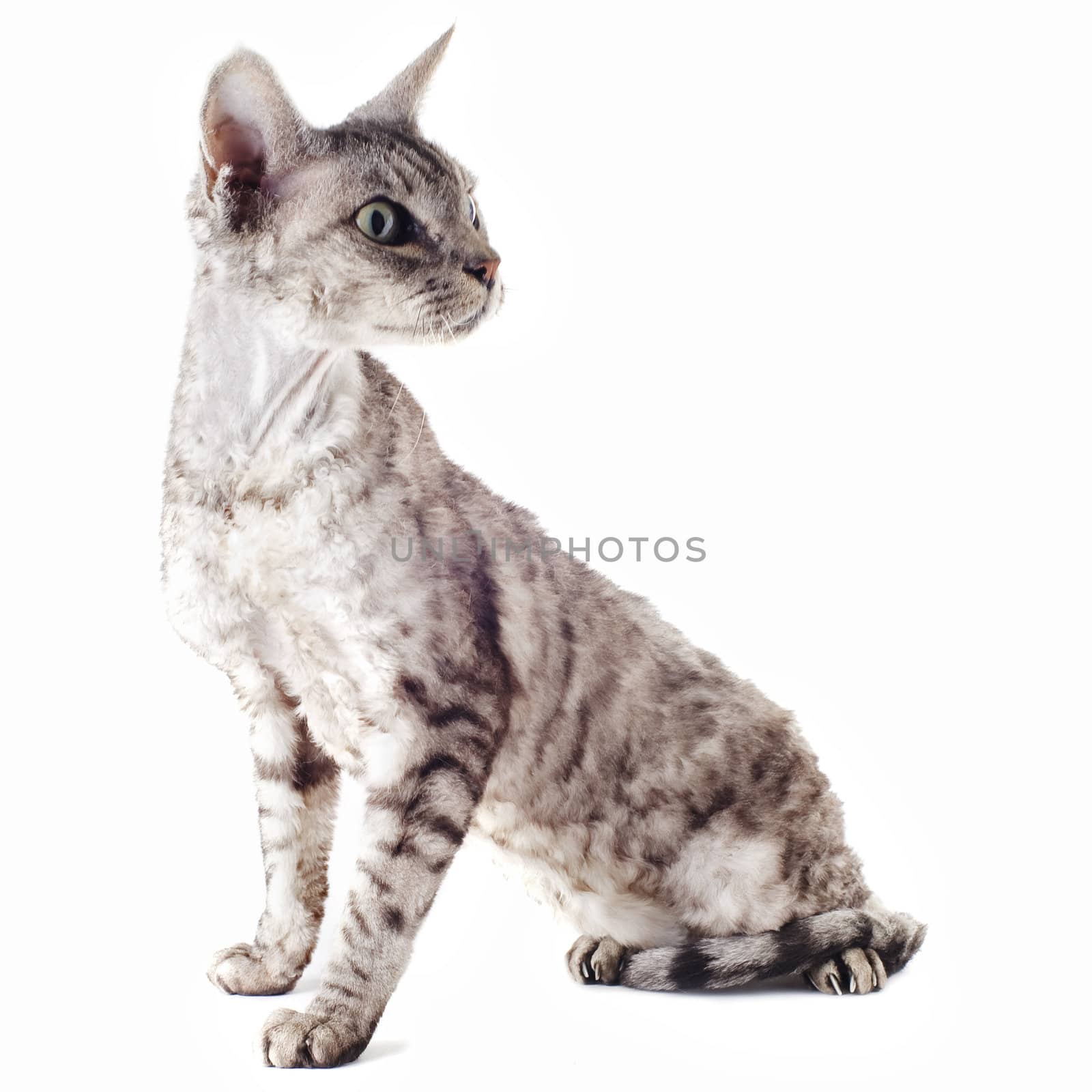 portrait of a purebred  devon rex cat on a white background