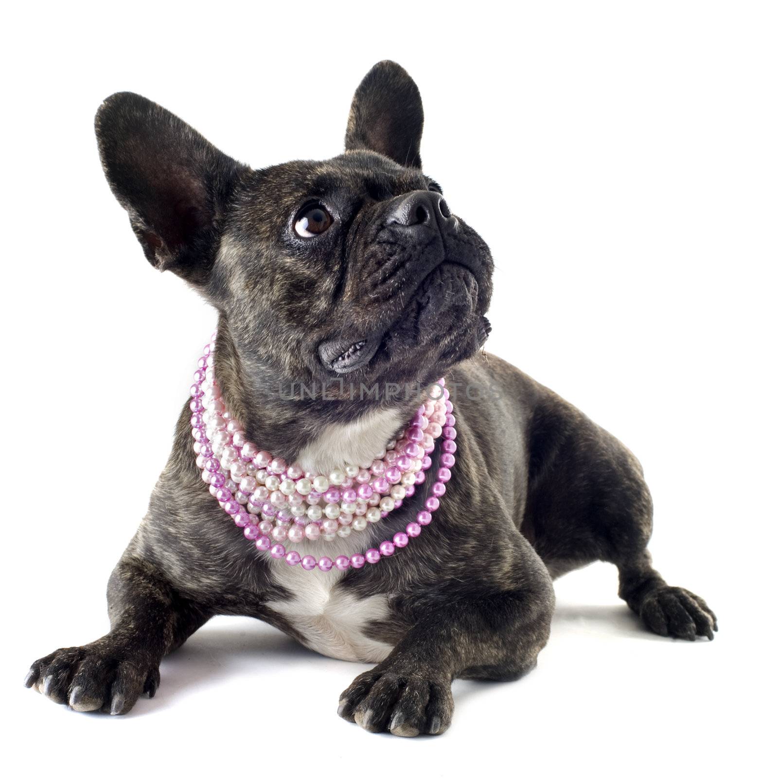 portrait of a purebred french bulldog  with pearl collar in studio