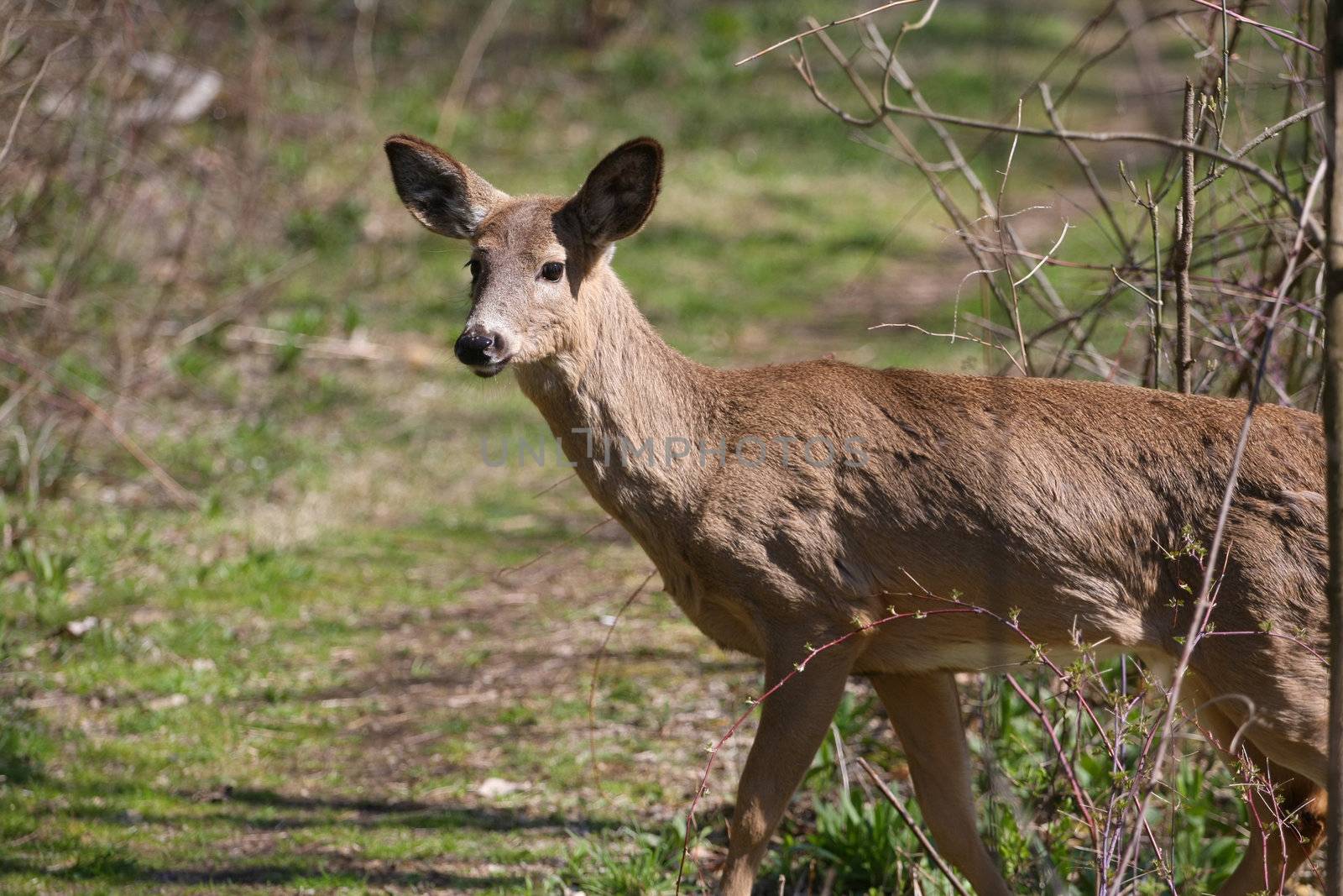 White-tail deer in morning sun body profile looking down path