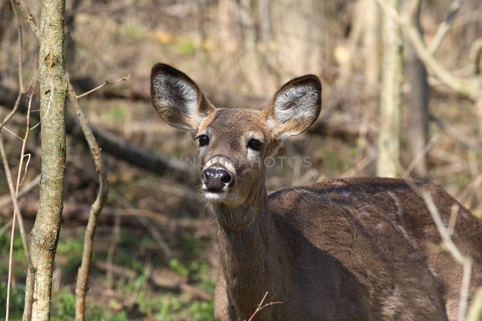 White-tail deer in morning sun smelling air for scent