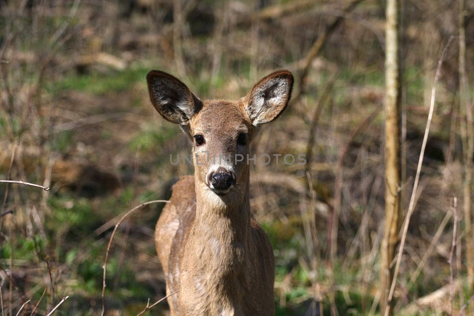 White-tail deer in morning sun head on view