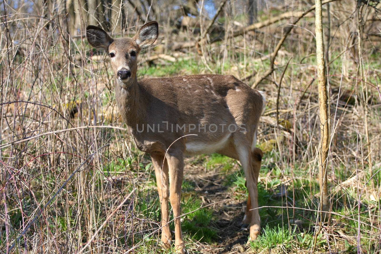 White-tail deer in morning sun losing winter coat