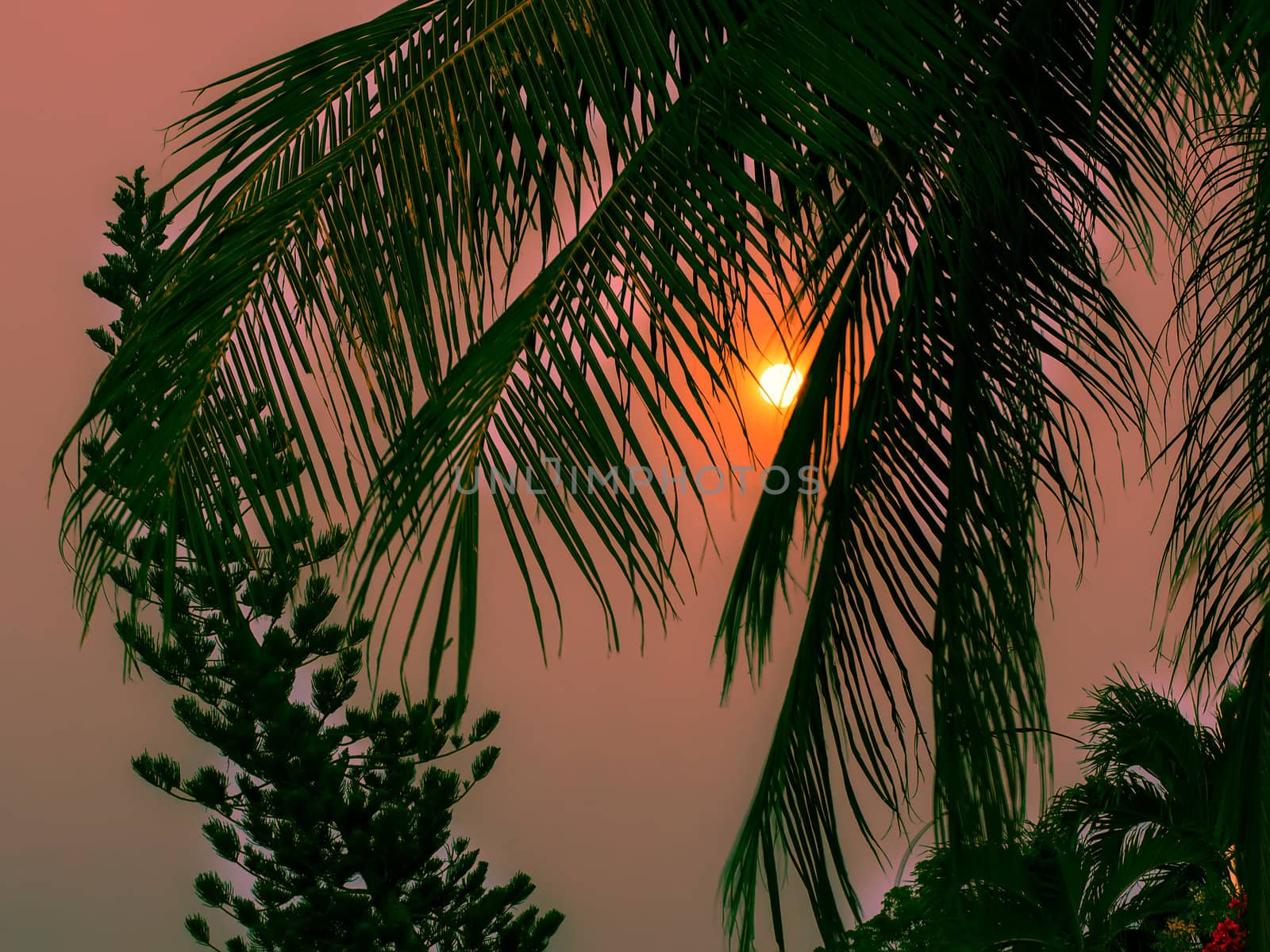 Behind branches of the palm tree. Thailand.