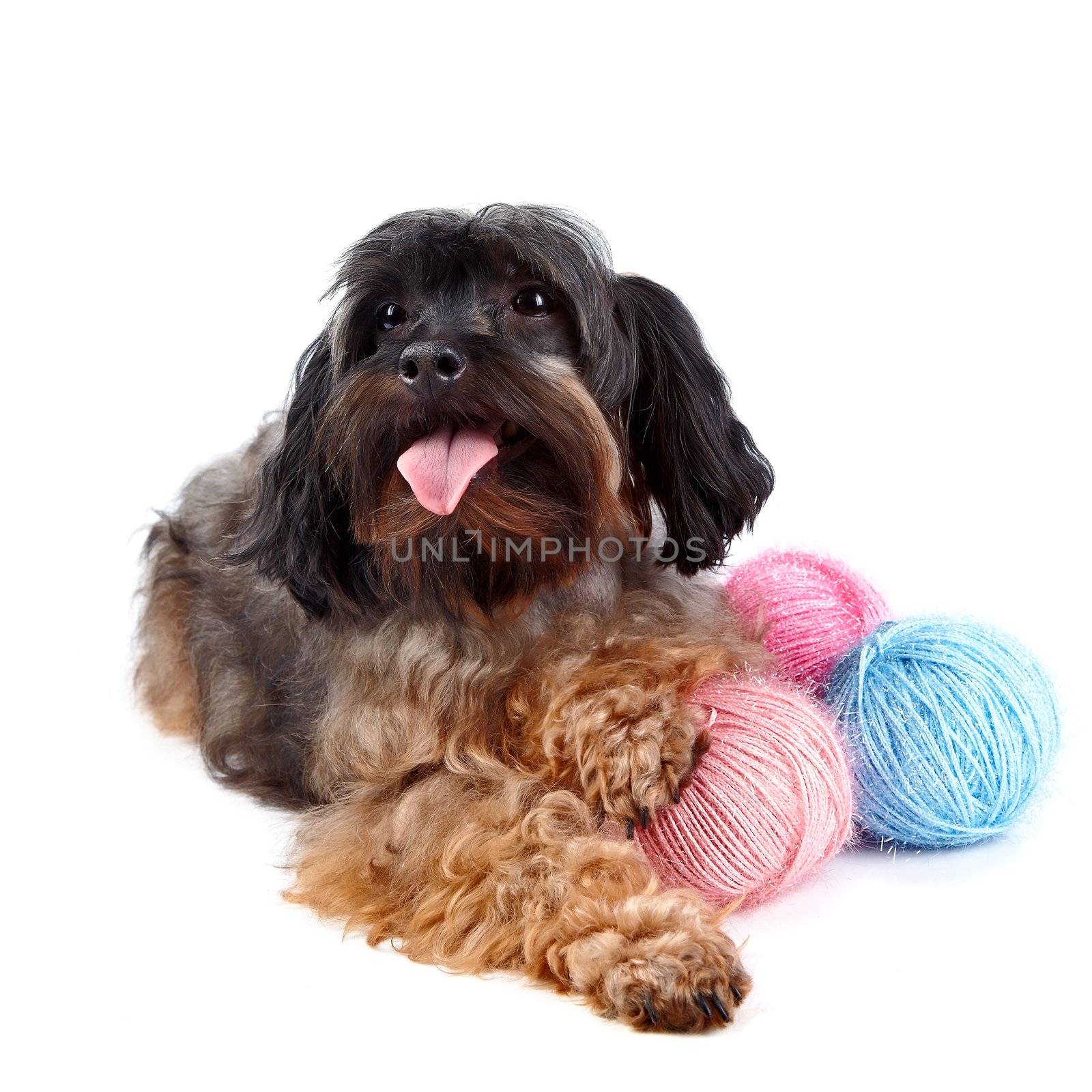 Decorative fluffy dog and woolen balls by Azaliya