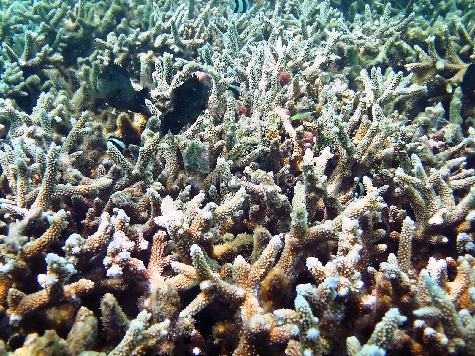 Tropical fish kingdom - coral reef in the maldivian sea