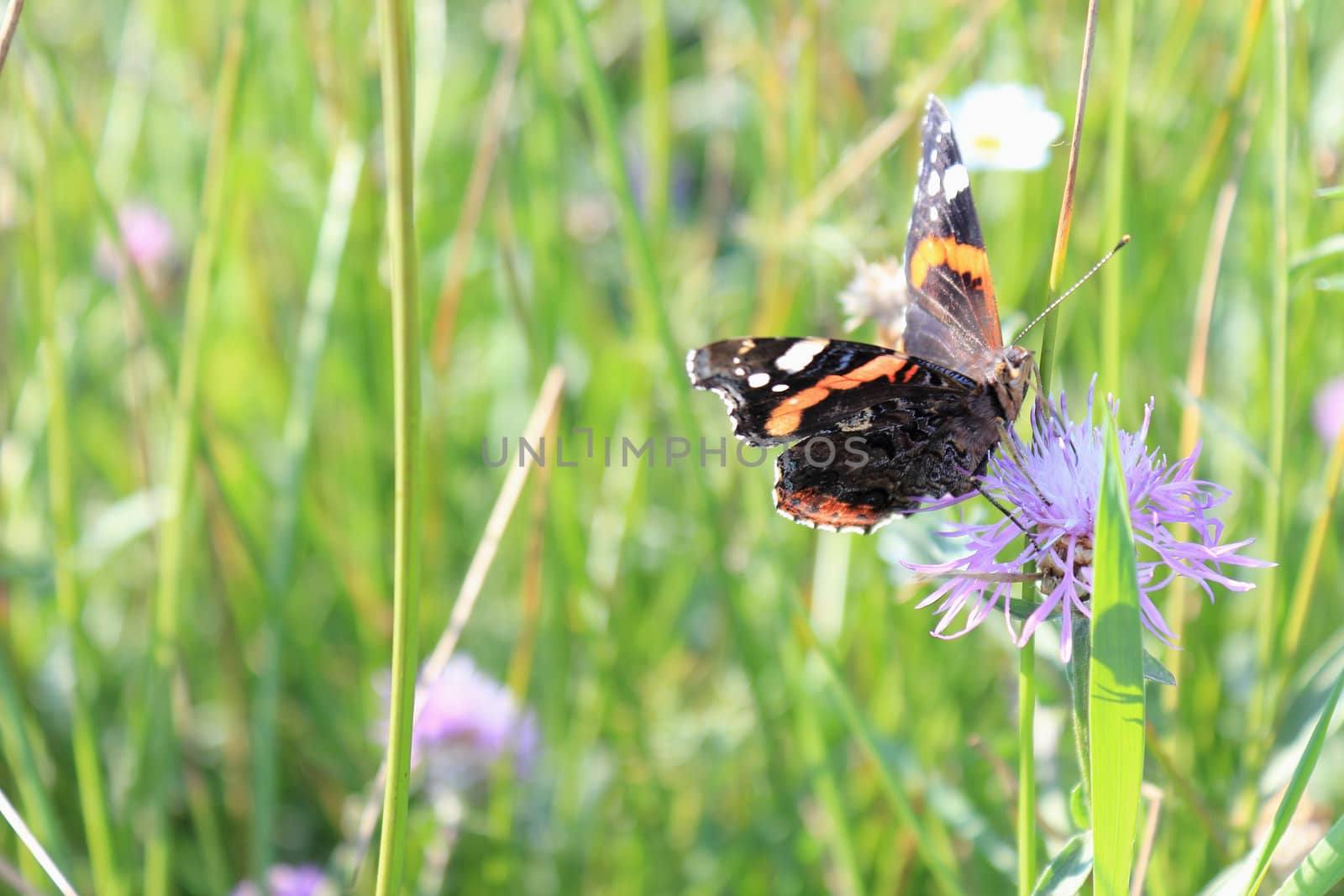 The butterfly sitting on a flower, in the sunny august day