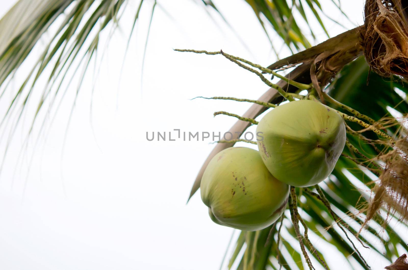 Clusters of coconut fruits hanging on palm tree