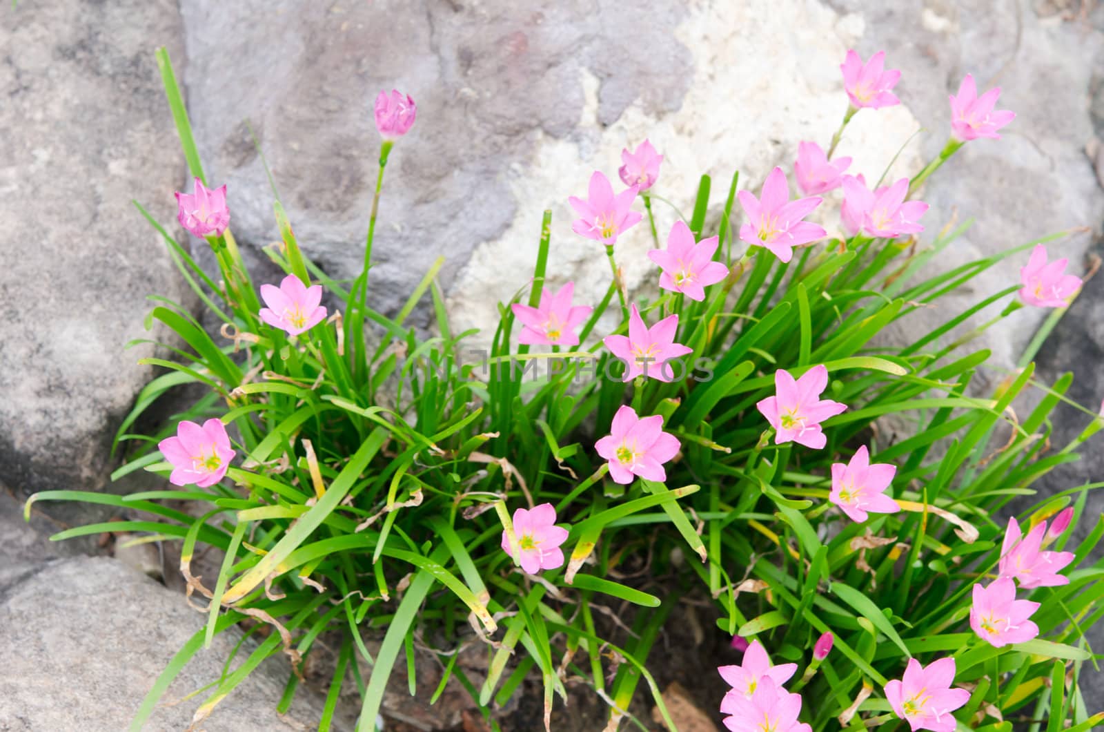 pink flower and green leaves on stone 