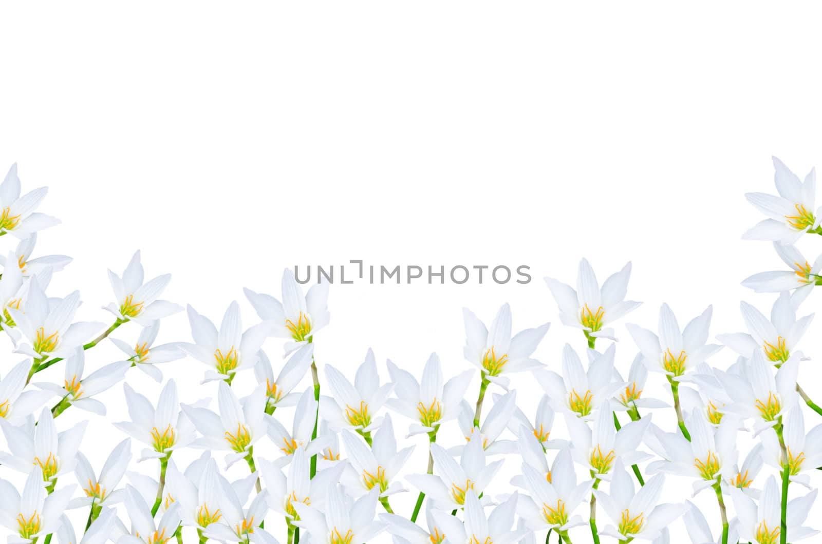 fresh white flower on white background