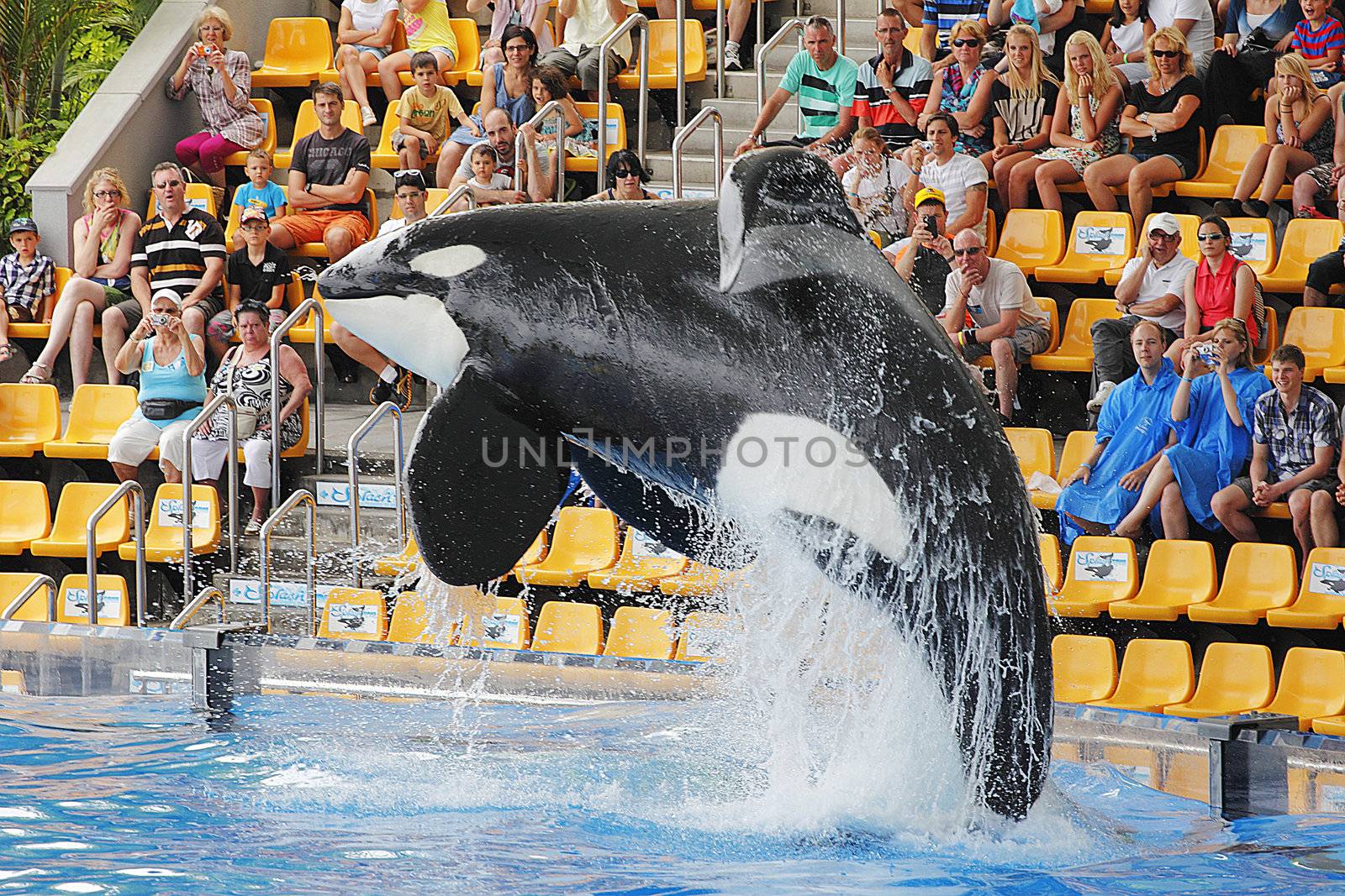 PUERTO DE LA CRUZ, TENERIFE - JULY 4: New Orca Ocean exhibit has helped the Loro Parque become Tenerife's  most popular man made  attraction on July 4 2012 in Puerto De La Cruz, Tenerife.