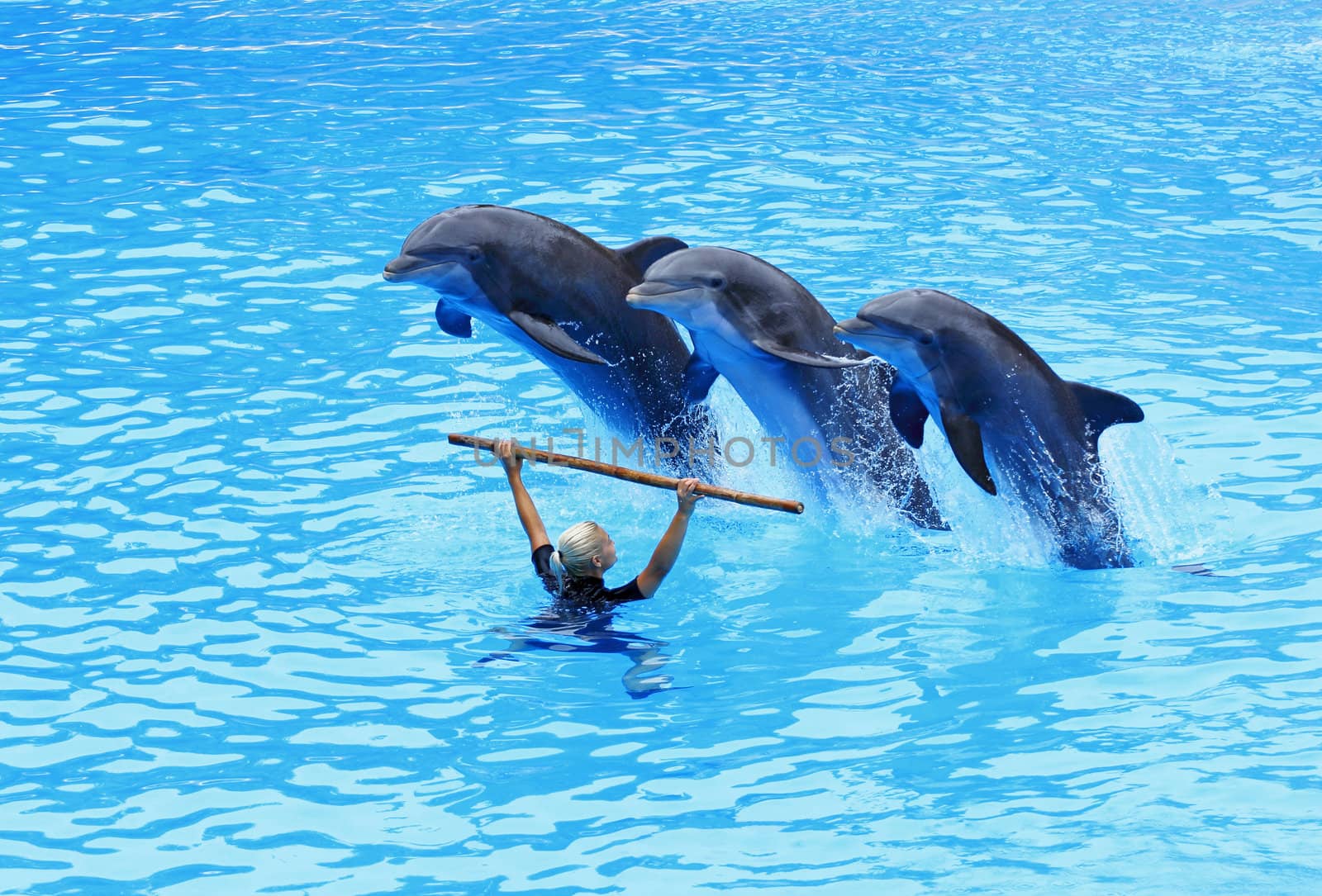 PUERTO DE LA CRUZ, TENERIFE - JULY 4: Dolphin show in the Loro Parque, which is now Tenerife's largest man made attraction with europe's biggest dolphin pool. July 4 2012 Puerto De La Cruz, Tenerife