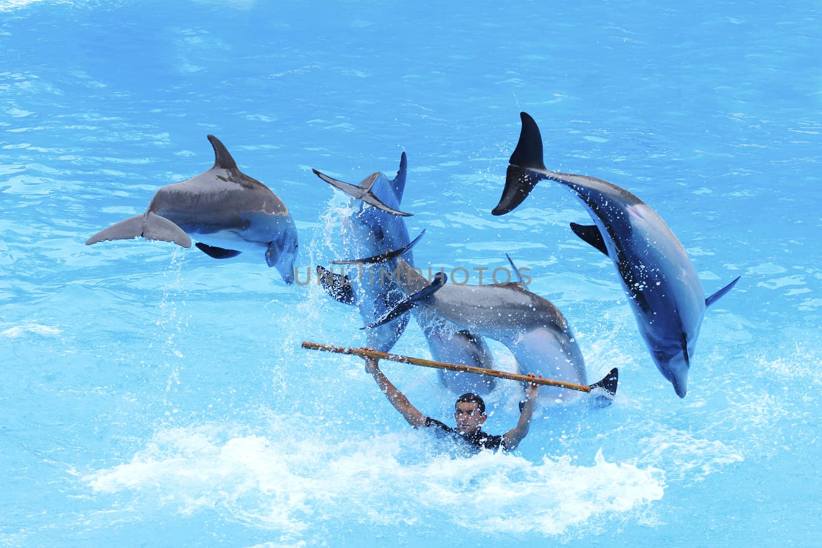 PUERTO DE LA CRUZ, TENERIFE - JULY 4: Dolphin show in the Loro Parque, which is now Tenerife's largest man made attraction with europe's biggest dolphin pool. July 4 2012 Puerto De La Cruz, Tenerife