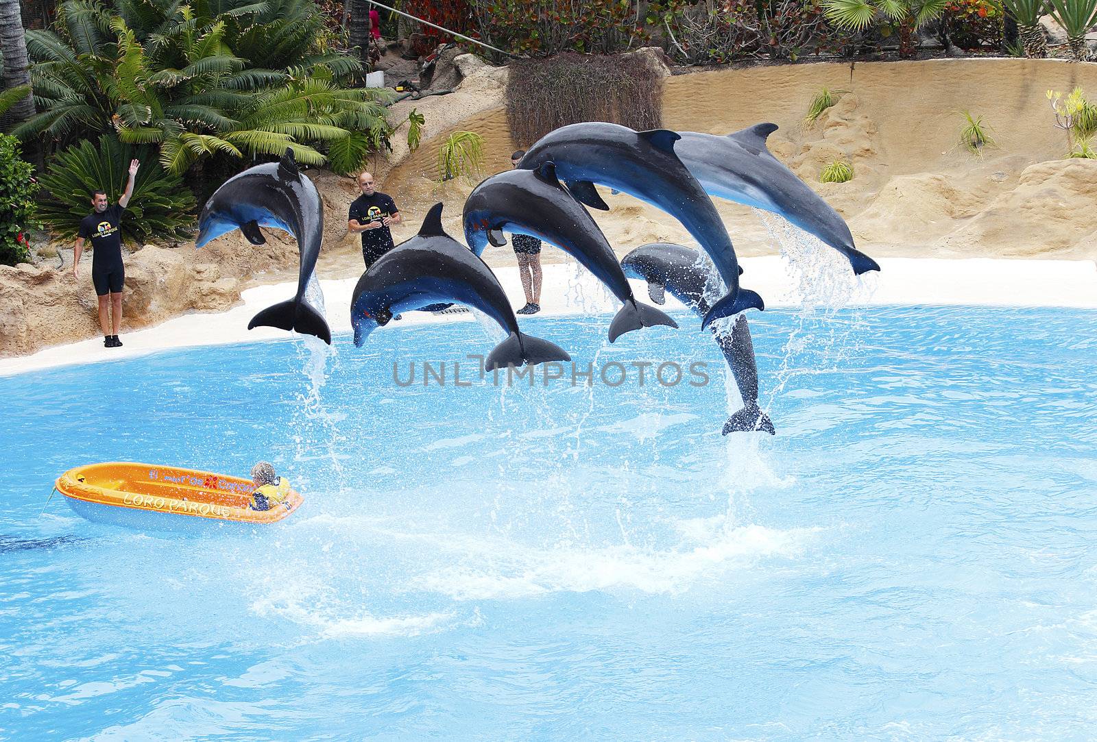 Dolphin Show by mhprice