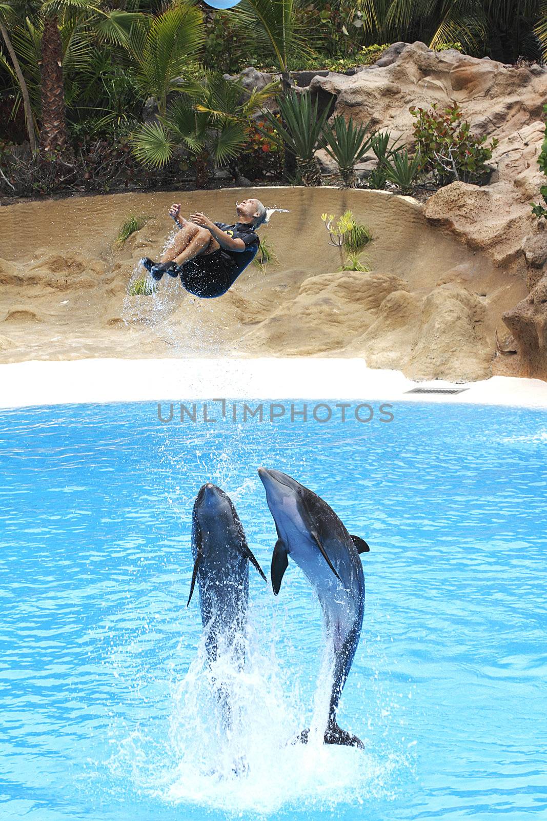 PUERTO DE LA CRUZ, TENERIFE - JULY 4: Dolphin show in the Loro Parque, which is now Tenerife's largest man made attraction with europe's biggest dolphin pool. July 4 2012 Puerto De La Cruz, Tenerife