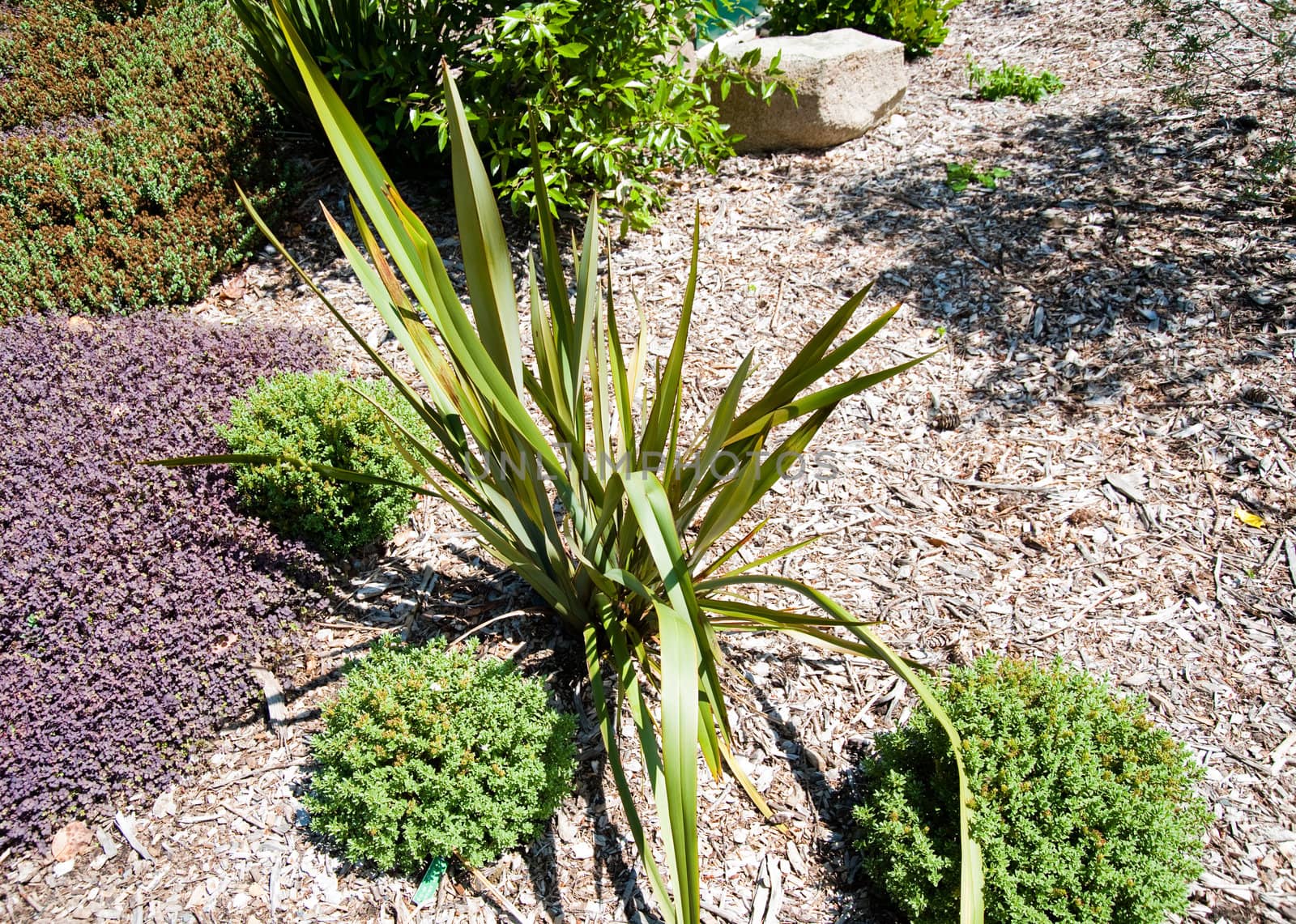 New Zealand Flax in Washington Park Arboretum