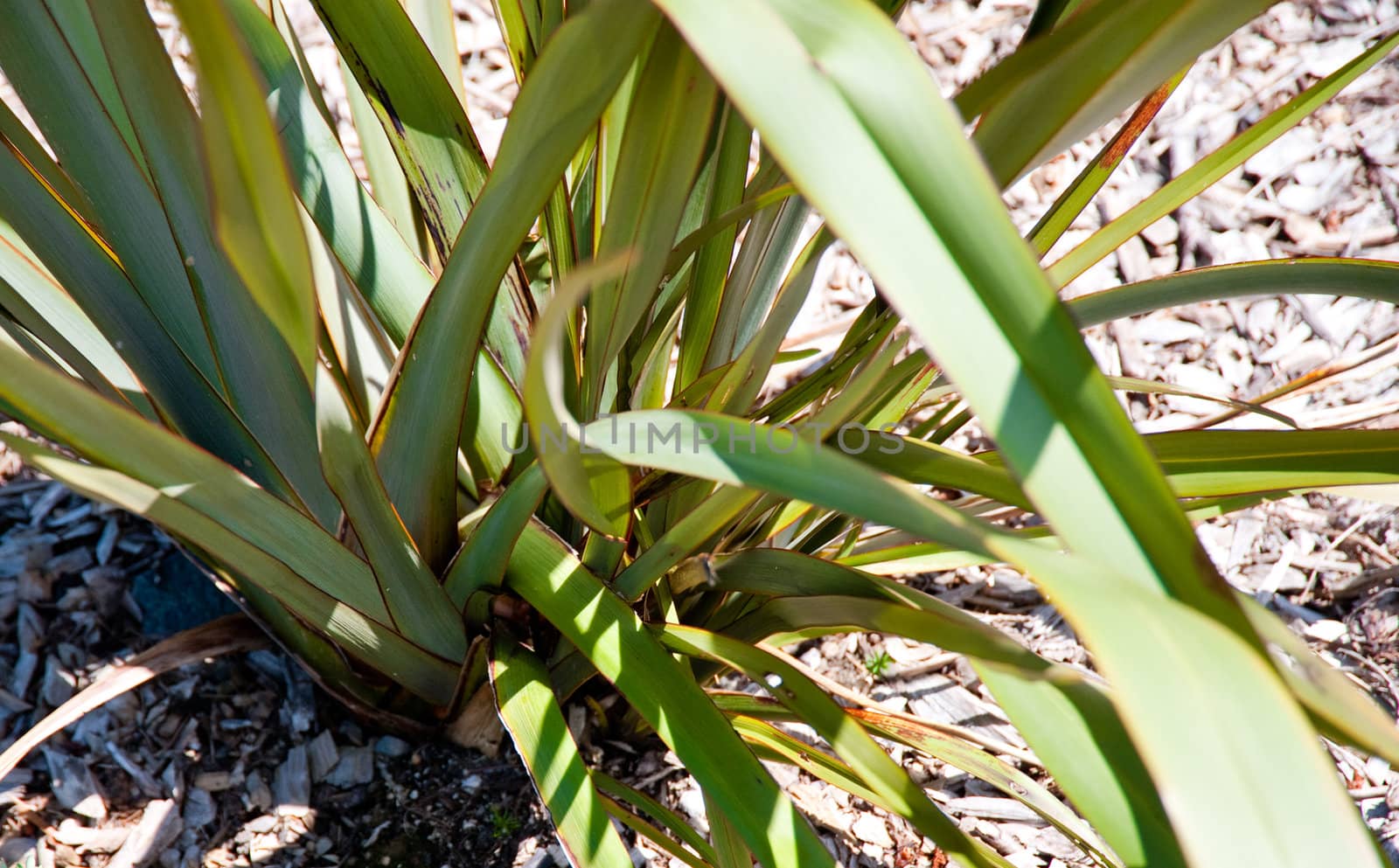 New Zealand Flax in Washington Park Arboretum