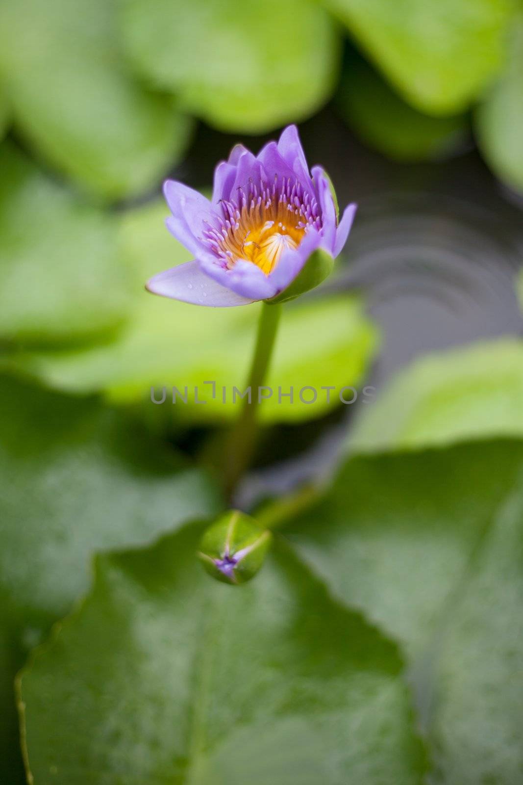 Water lily with shallow depth of field