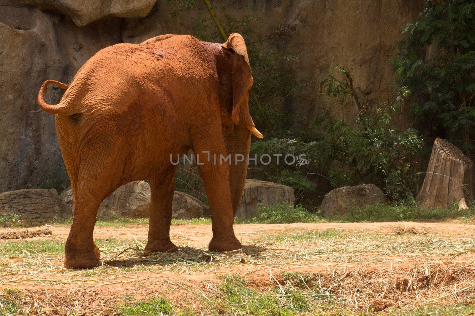 The African elephant has beautiful buttocks