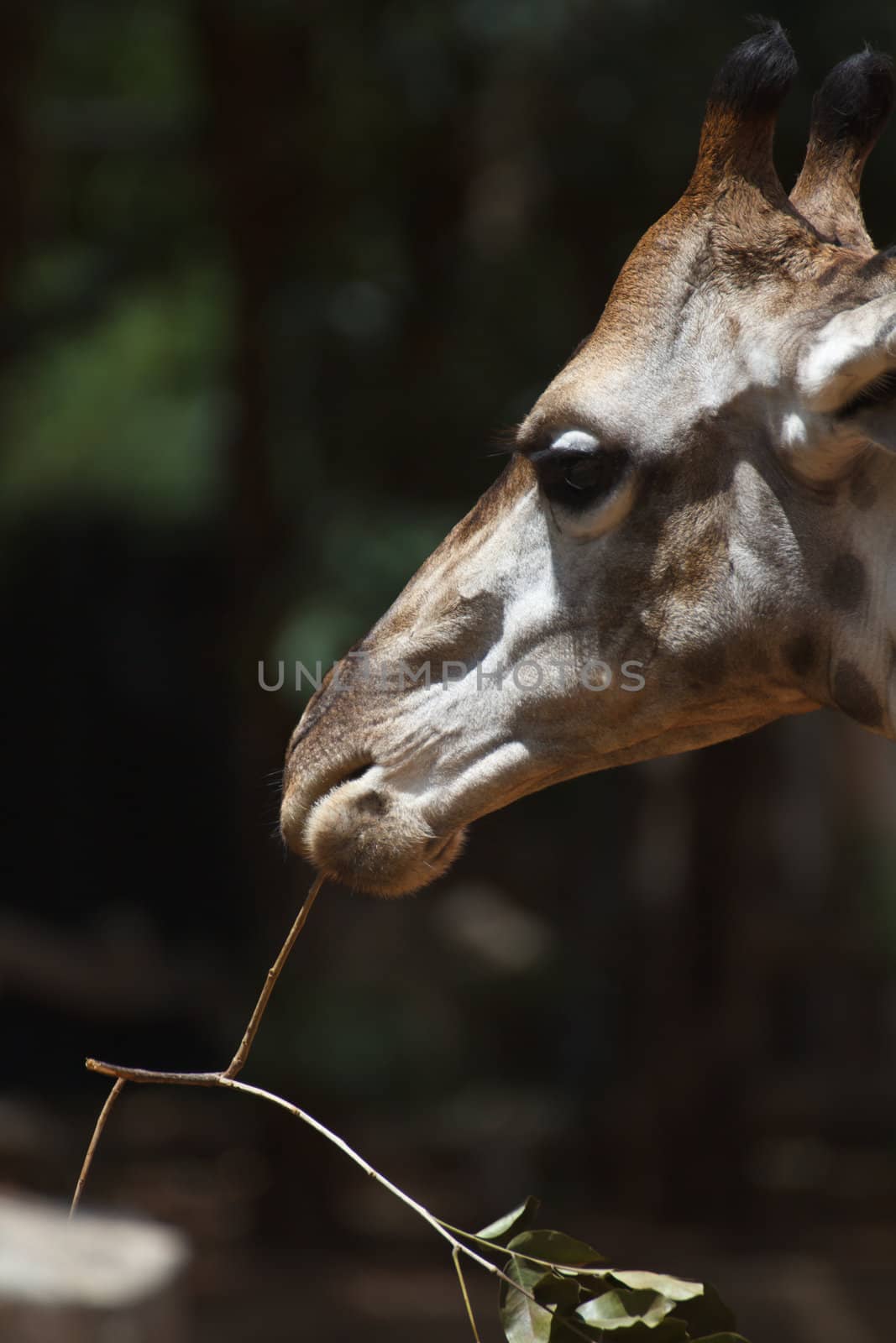 The giraffe is chewing the leaves for food