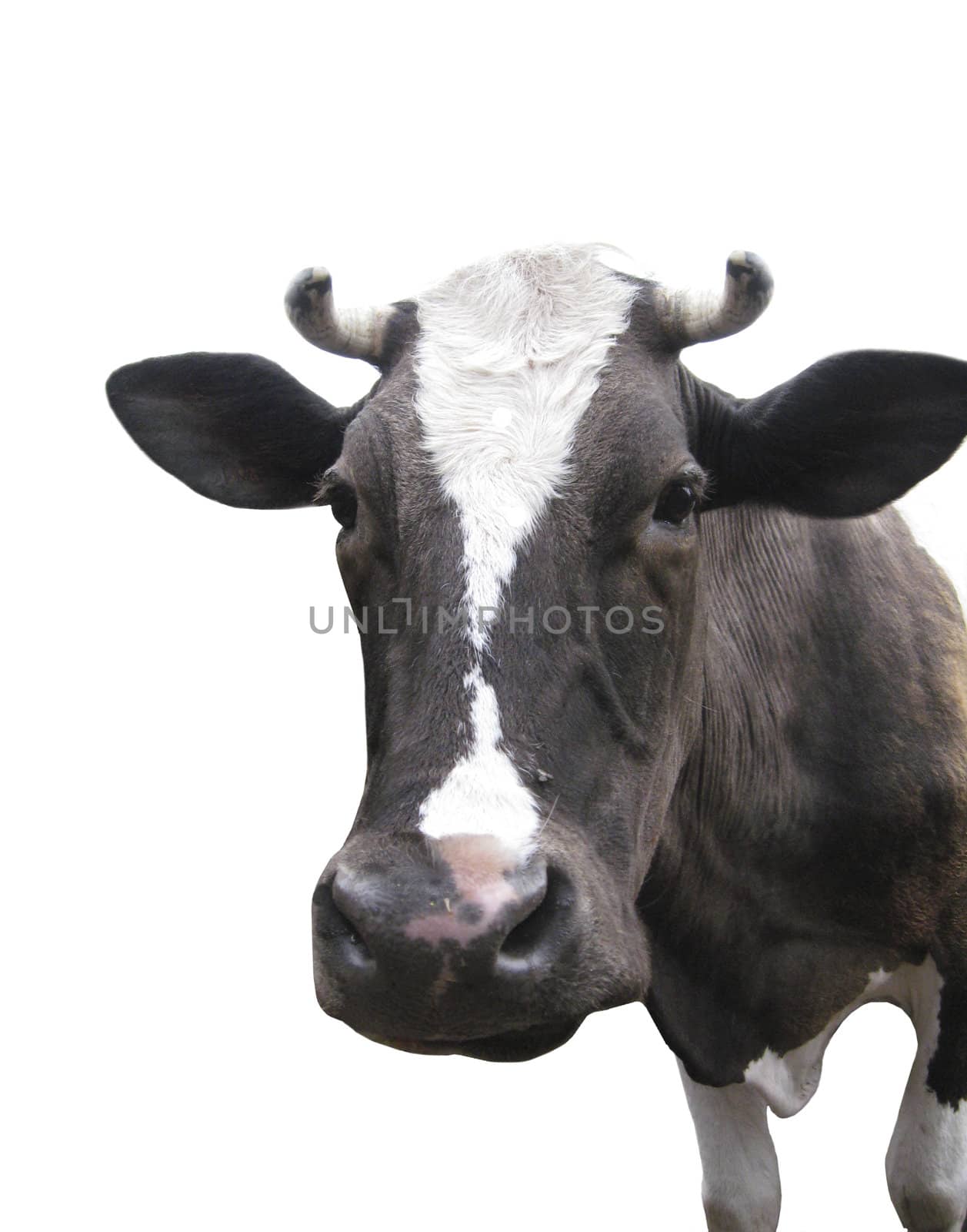 Black-and-white cow on the white background by alexmak