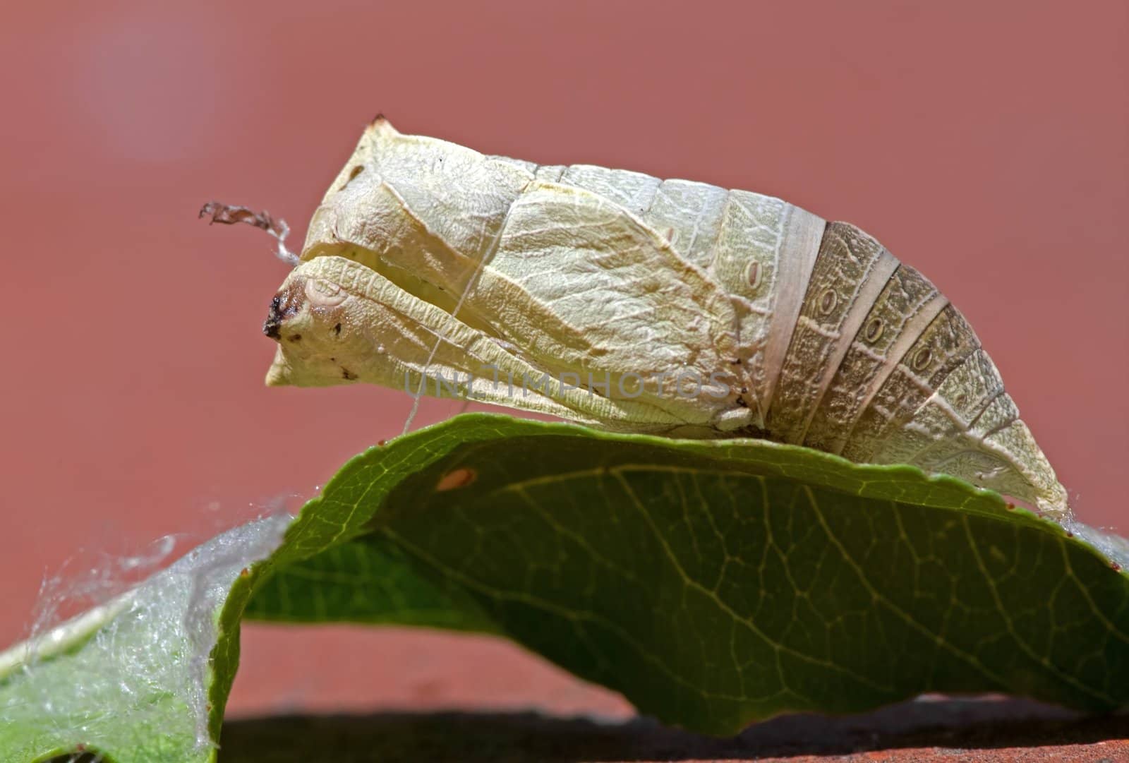 Pupa located on a leaf of peach in Italy a summar day in August