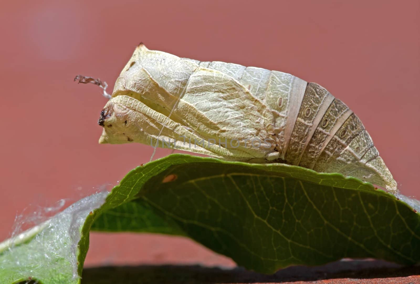 Pupa by baggiovara