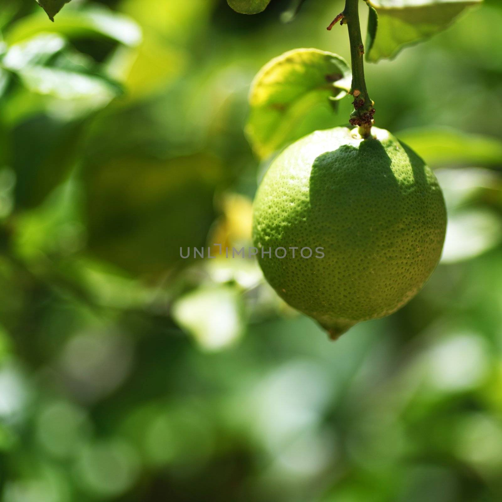 Lemon close up