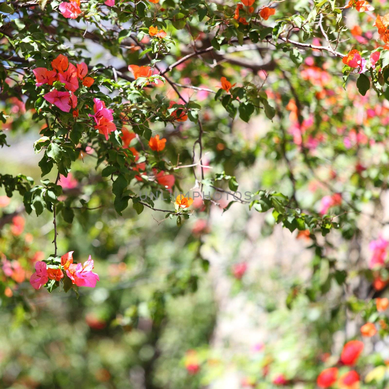 pink flowers