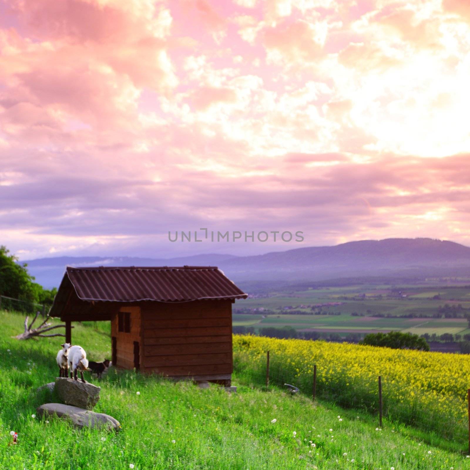 goats in green grass on sunrise