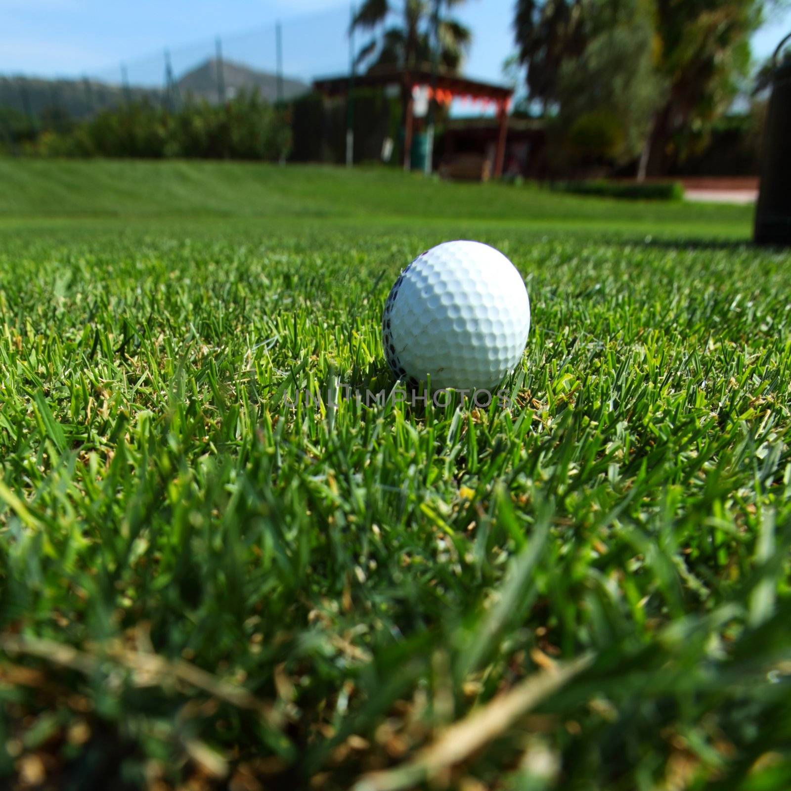 golf-ball on course