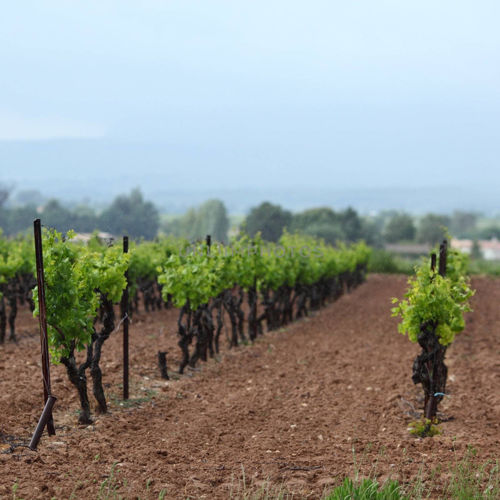 Vineyard in france