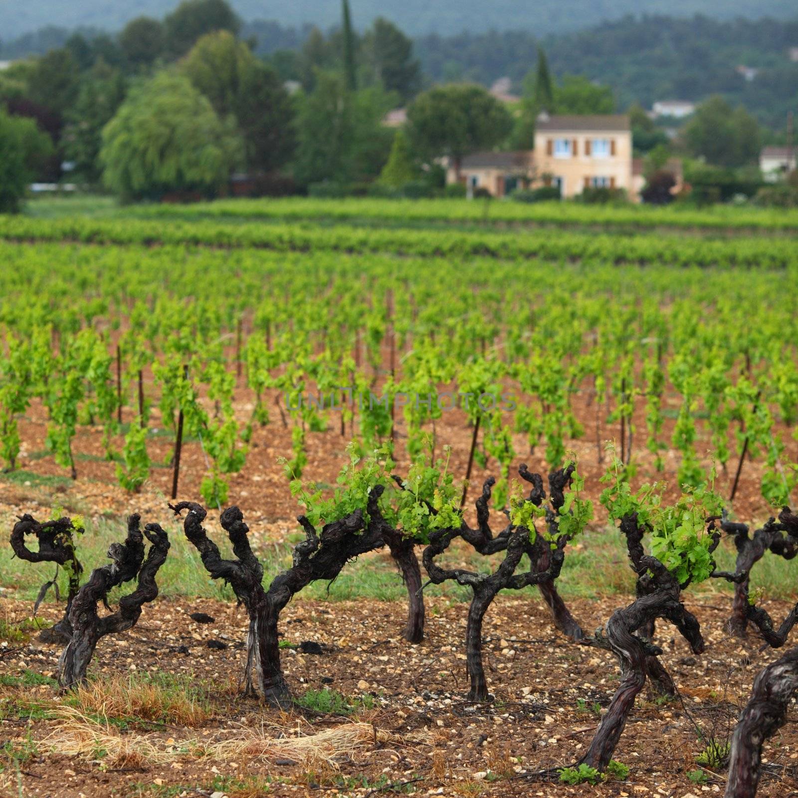 Vineyard in france