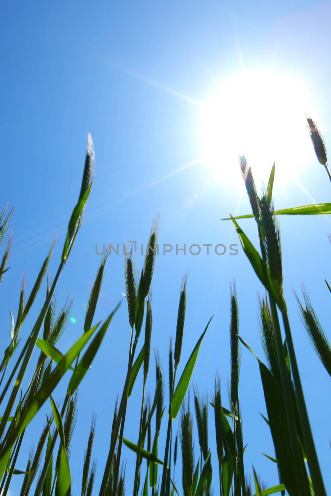 Summer field of wheat by Yellowj