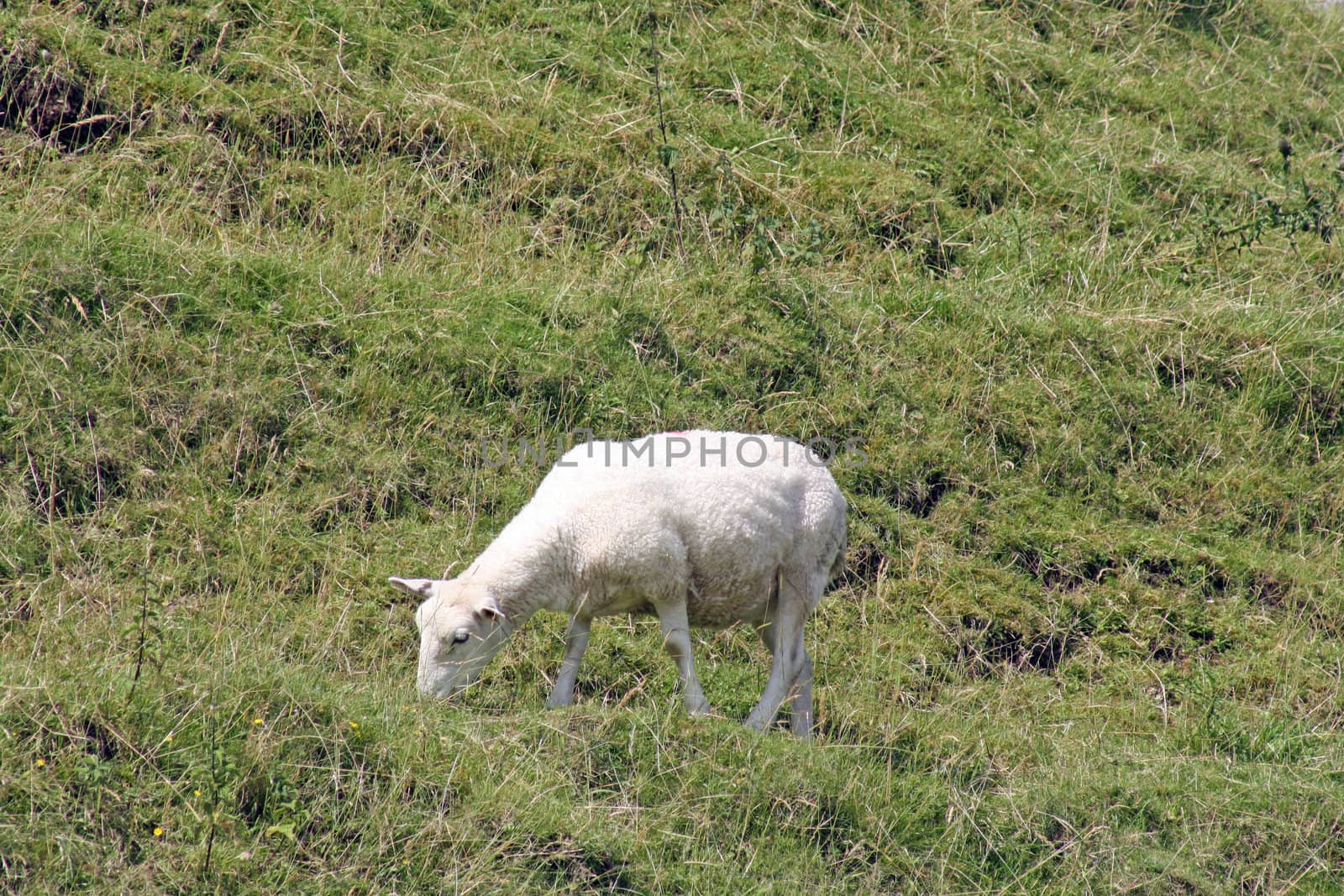 a sheep grazing in a field