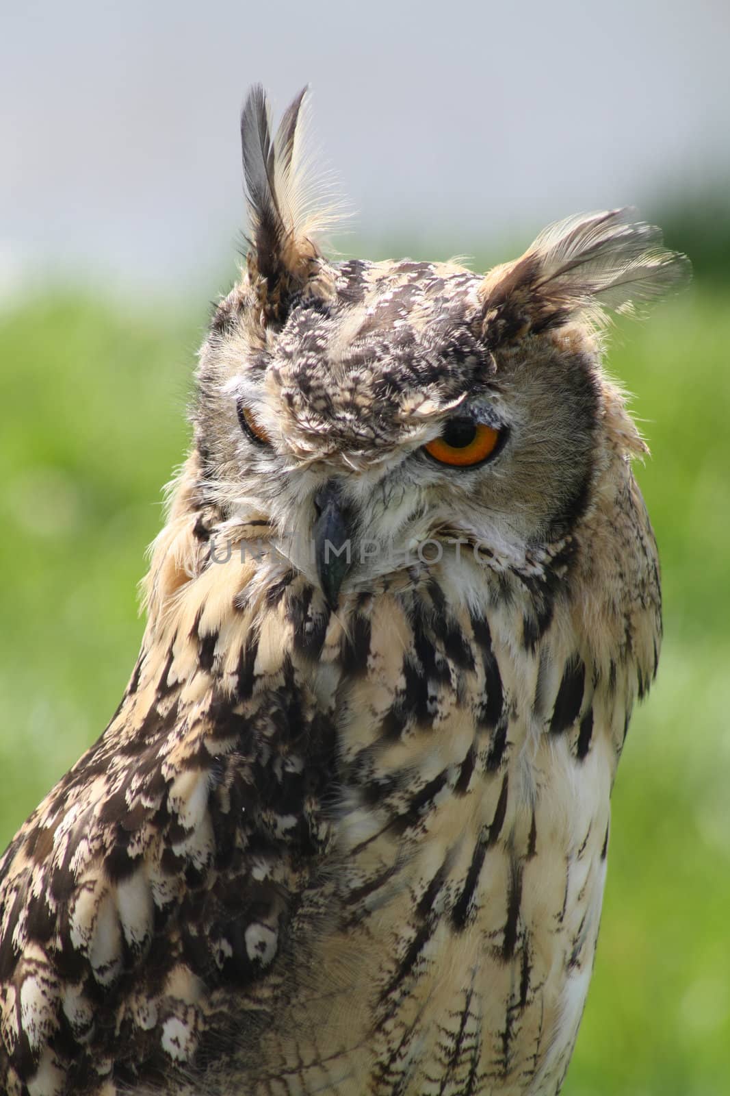 stunning bird of prey