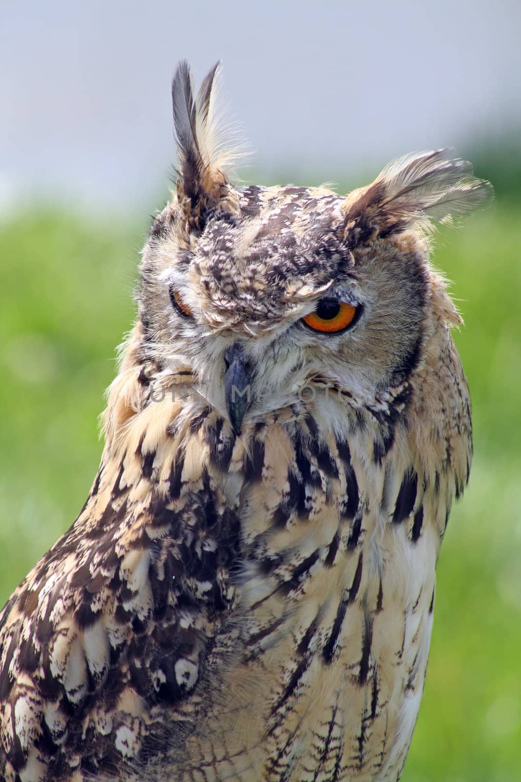 stunning bird of prey