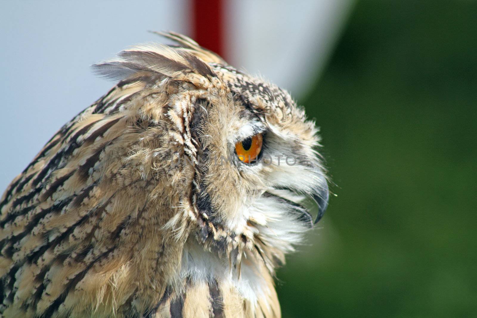 stunning bird of prey