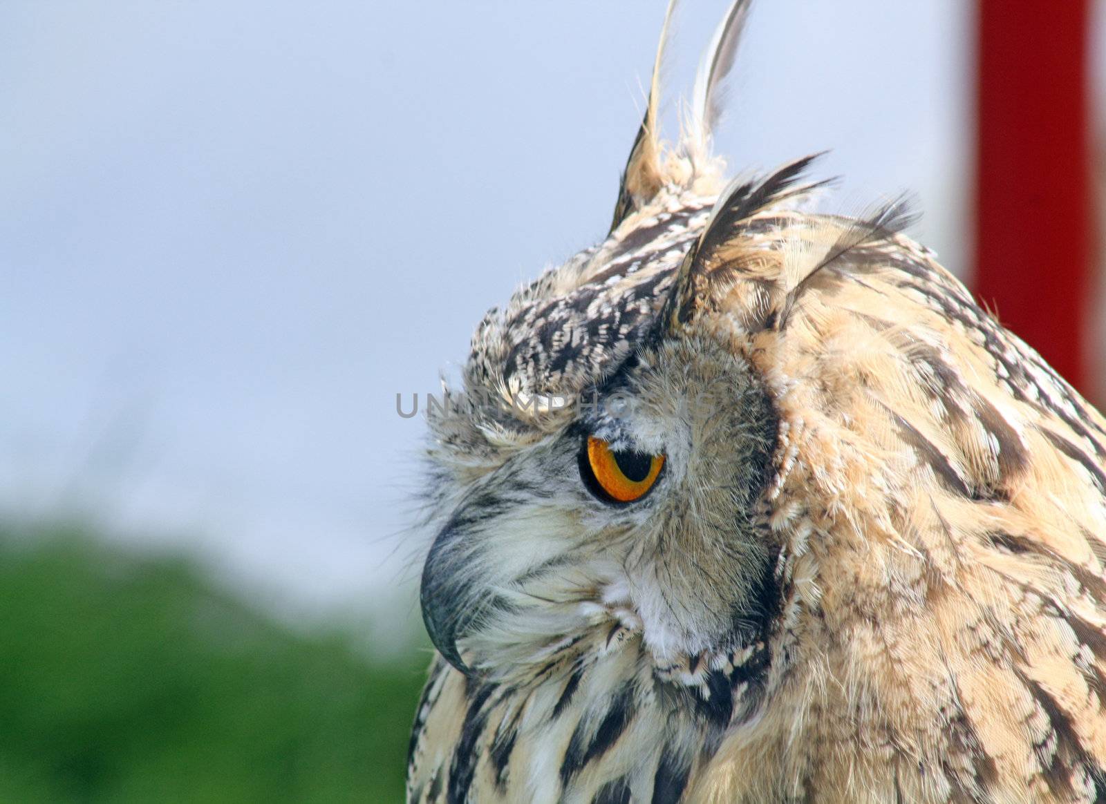 stunning owl by lizapixels