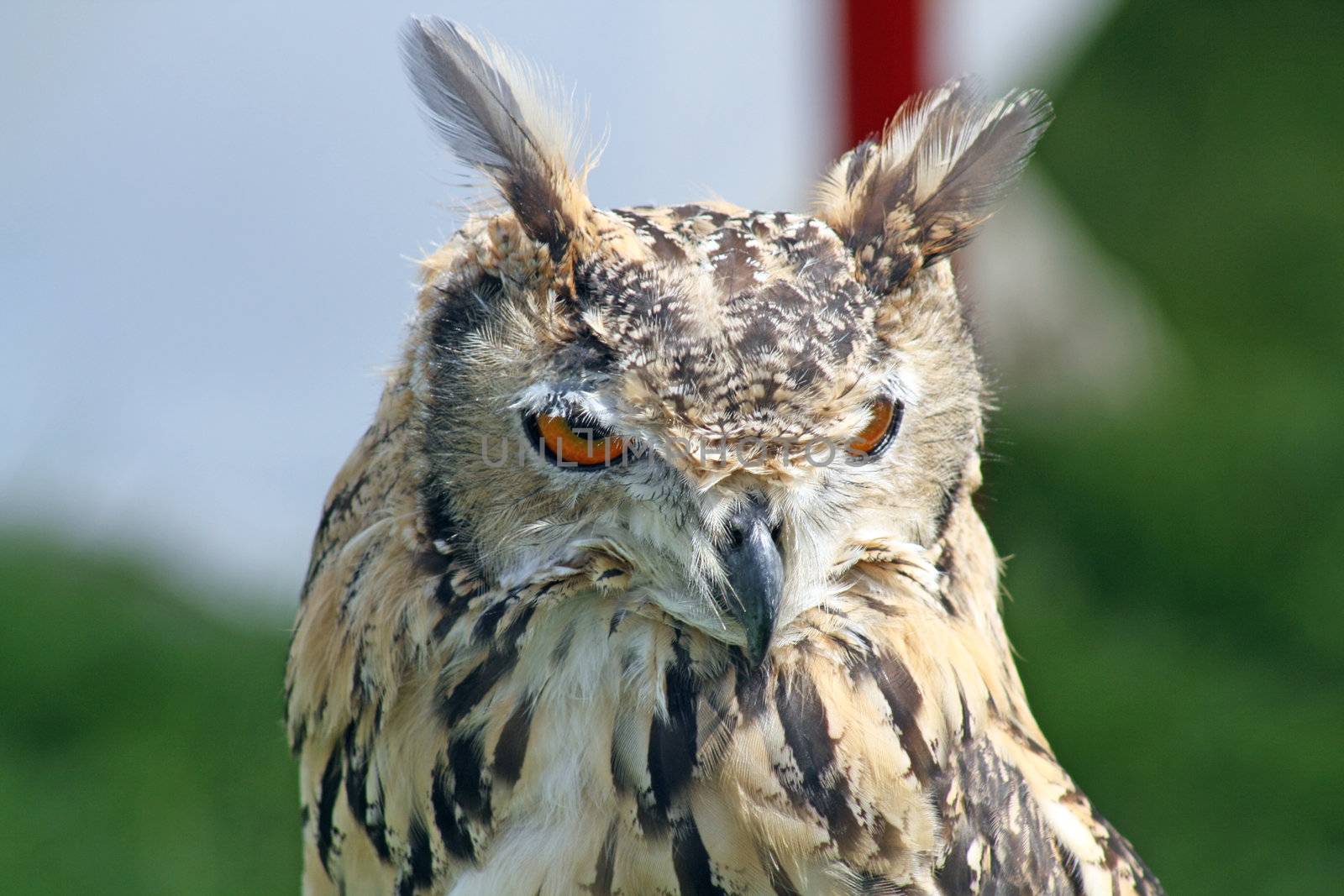 stunning bird of prey