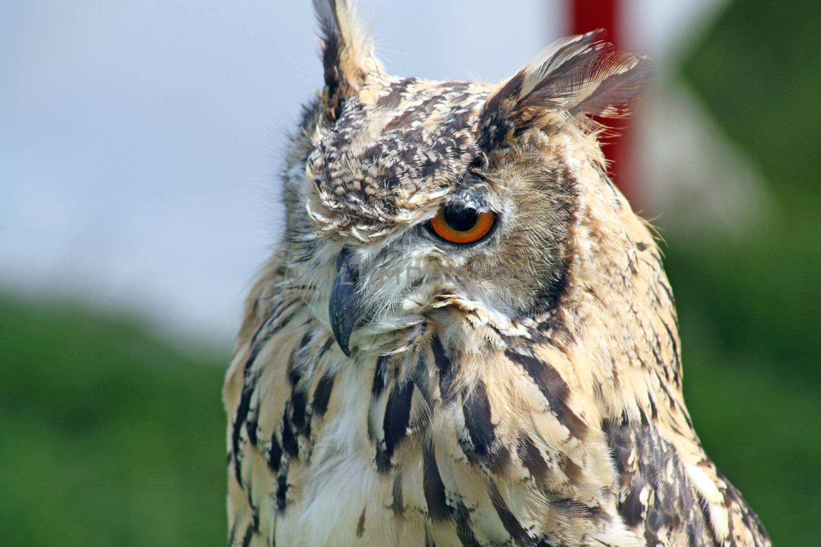 stunning bird of prey