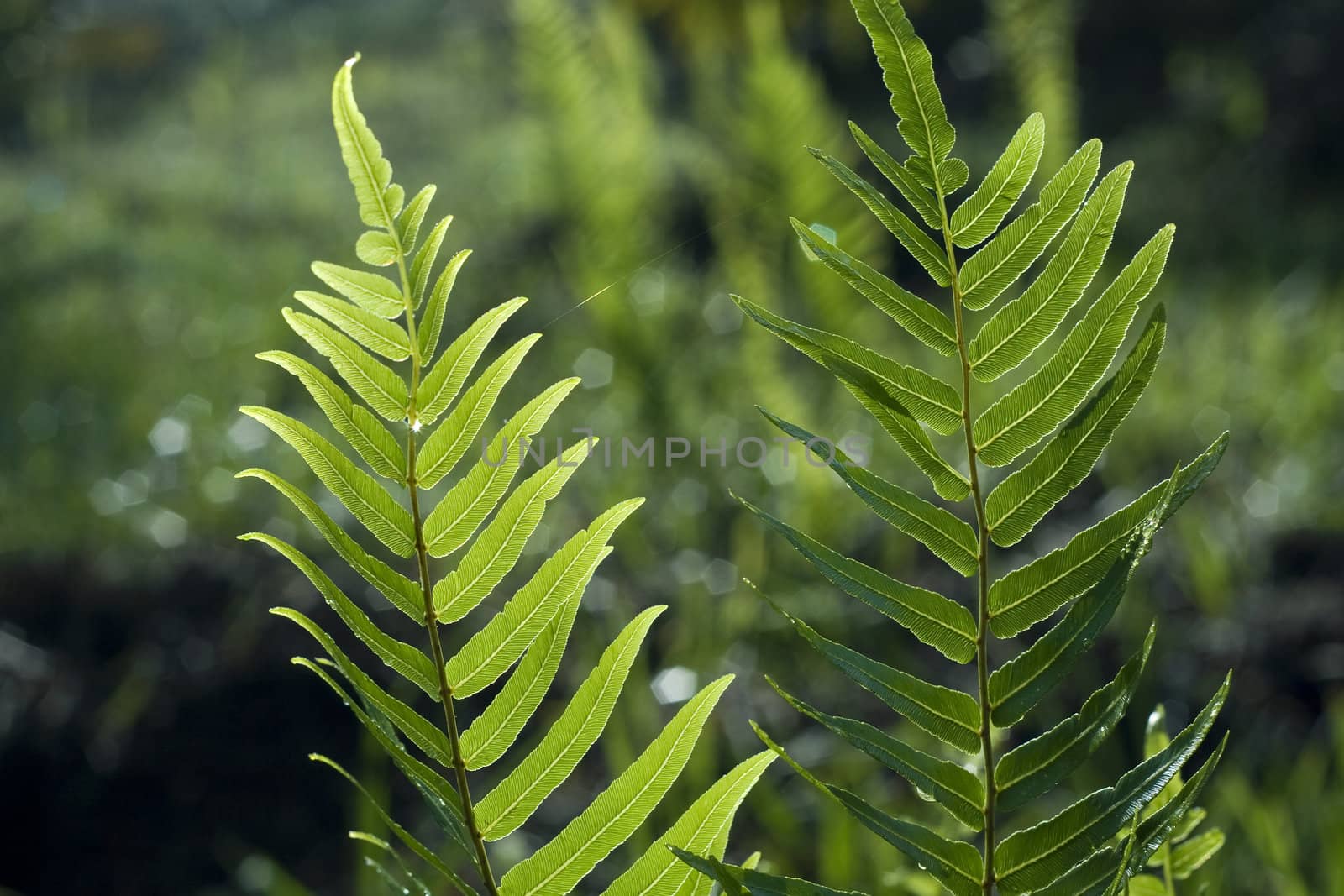 Leaf of a Fern