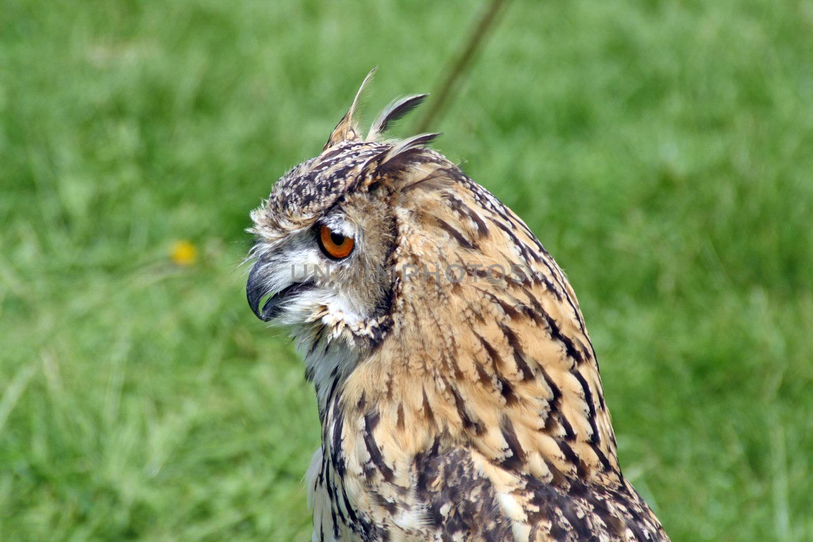 stunning bird of prey