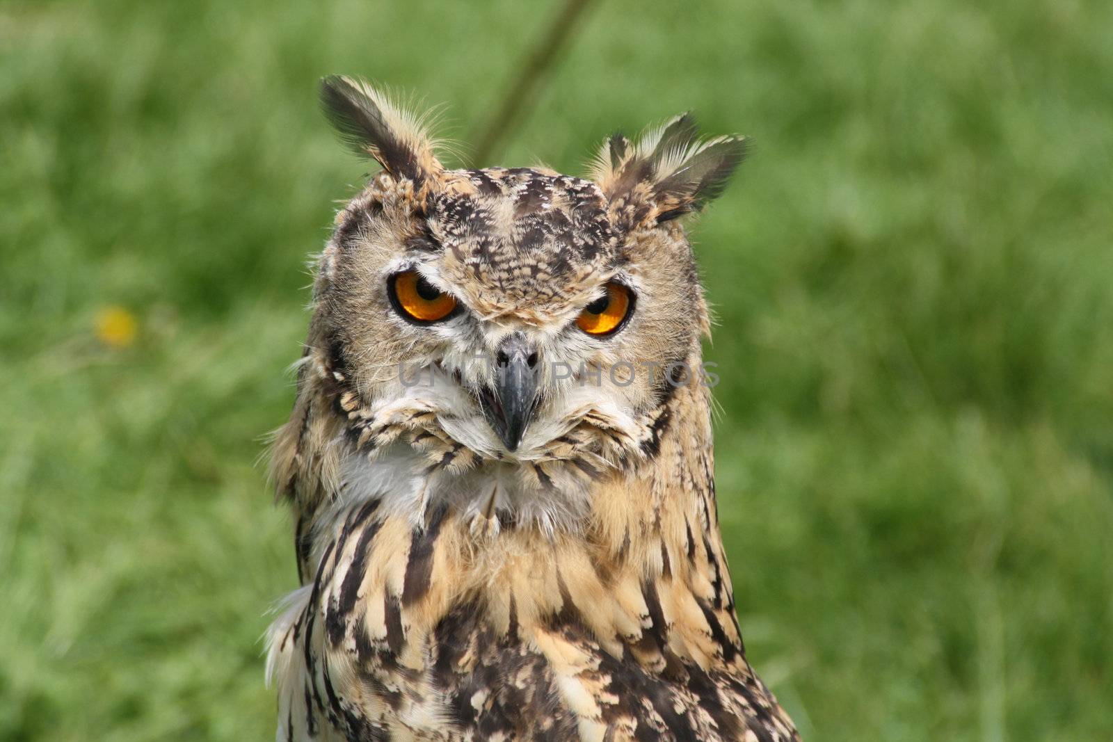 stunning owl by lizapixels