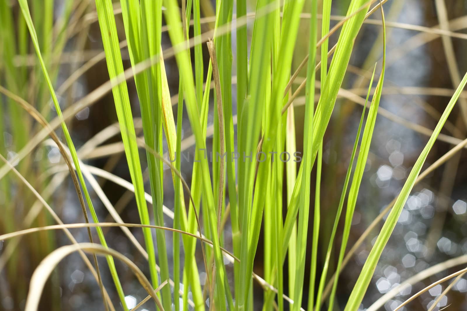 Rice Farm