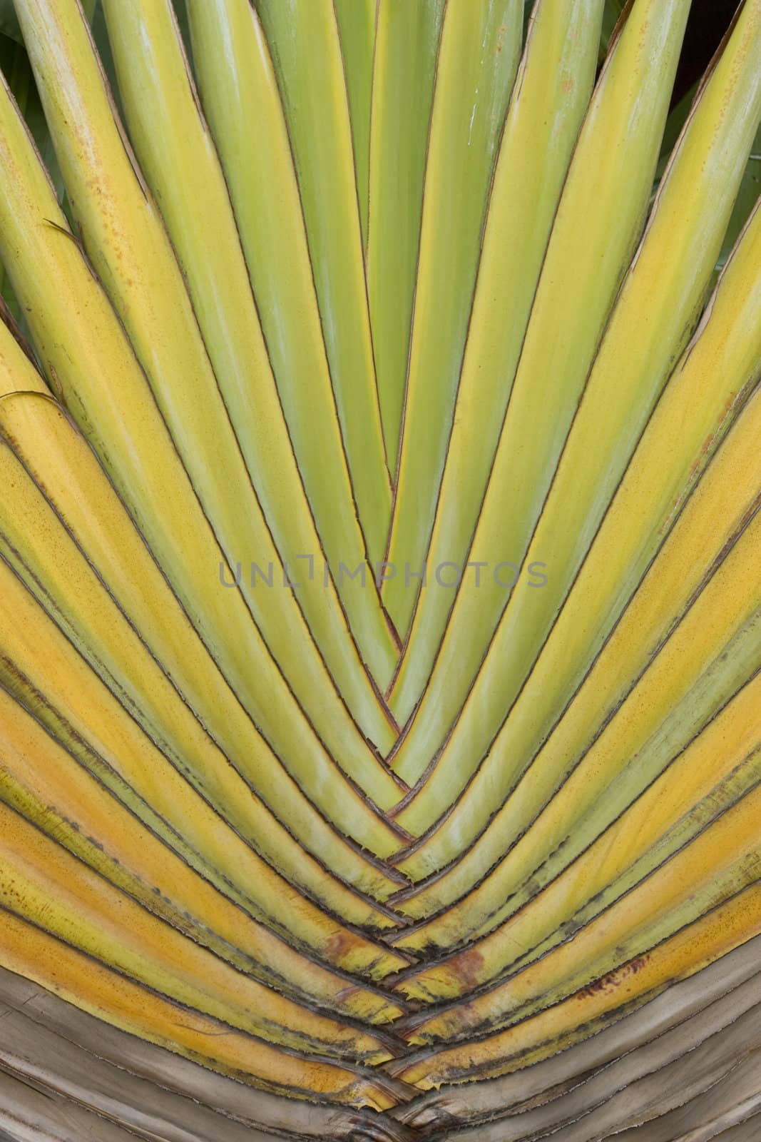 Detail of Traveller's Palm