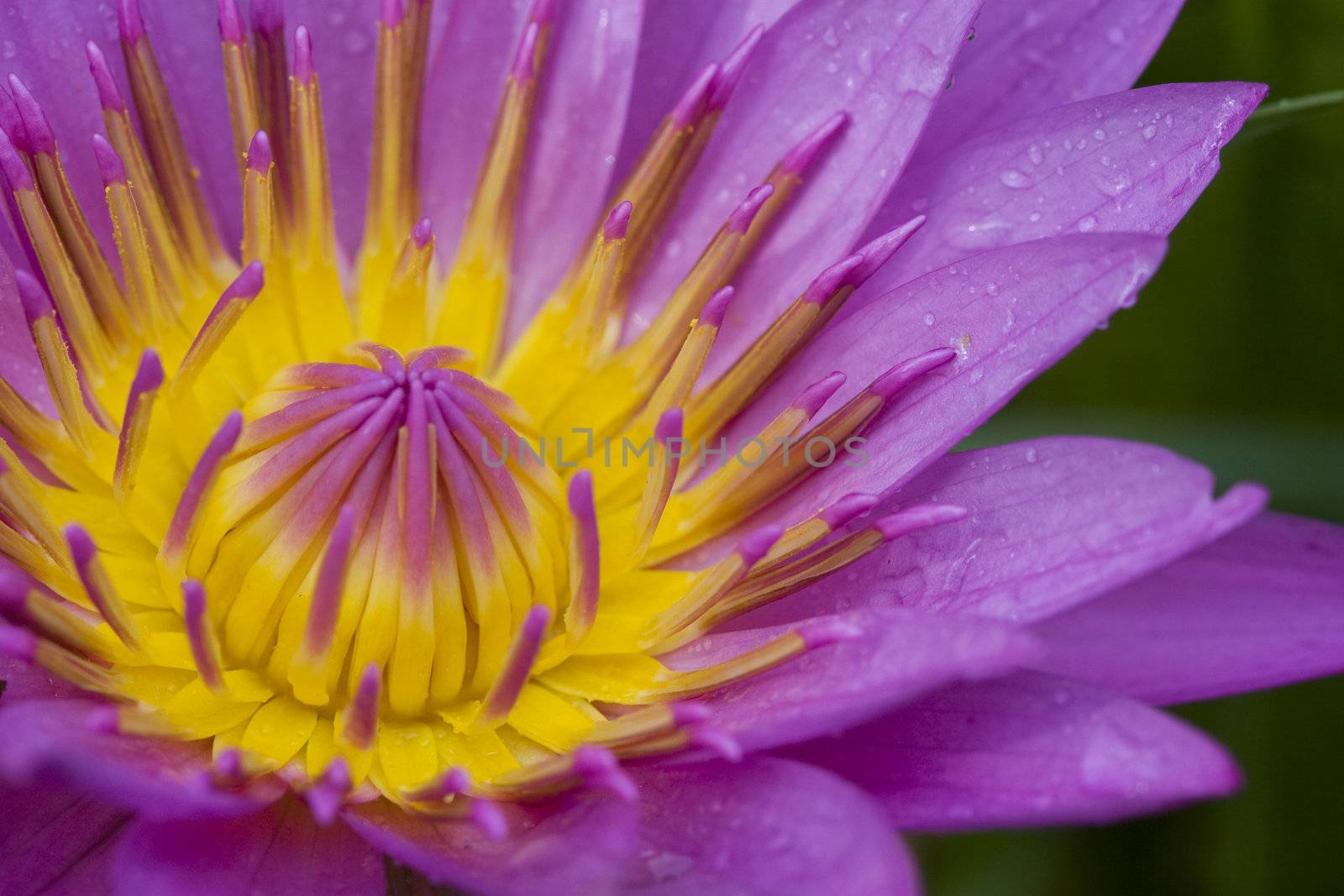 Pink Lotus